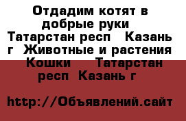 Отдадим котят в добрые руки - Татарстан респ., Казань г. Животные и растения » Кошки   . Татарстан респ.,Казань г.